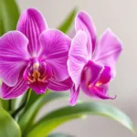 erfahren sie, wie ich meine orchideen in nur 14 tagen von schildläusen befreite – eine effektive methode, die wirklich funktioniert.