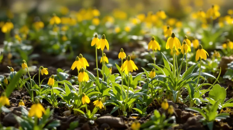 erfahre, warum deine winterlinge sich nicht von selbst vermehren und welche maßnahmen du ergreifen kannst, um ihre ausbreitung zu fördern.