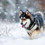 erfahren sie, was geschah, nachdem ich meinen hund 20 minuten im schnee spielen ließ – eine erschreckende wendung, die niemand erwartet hätte.
